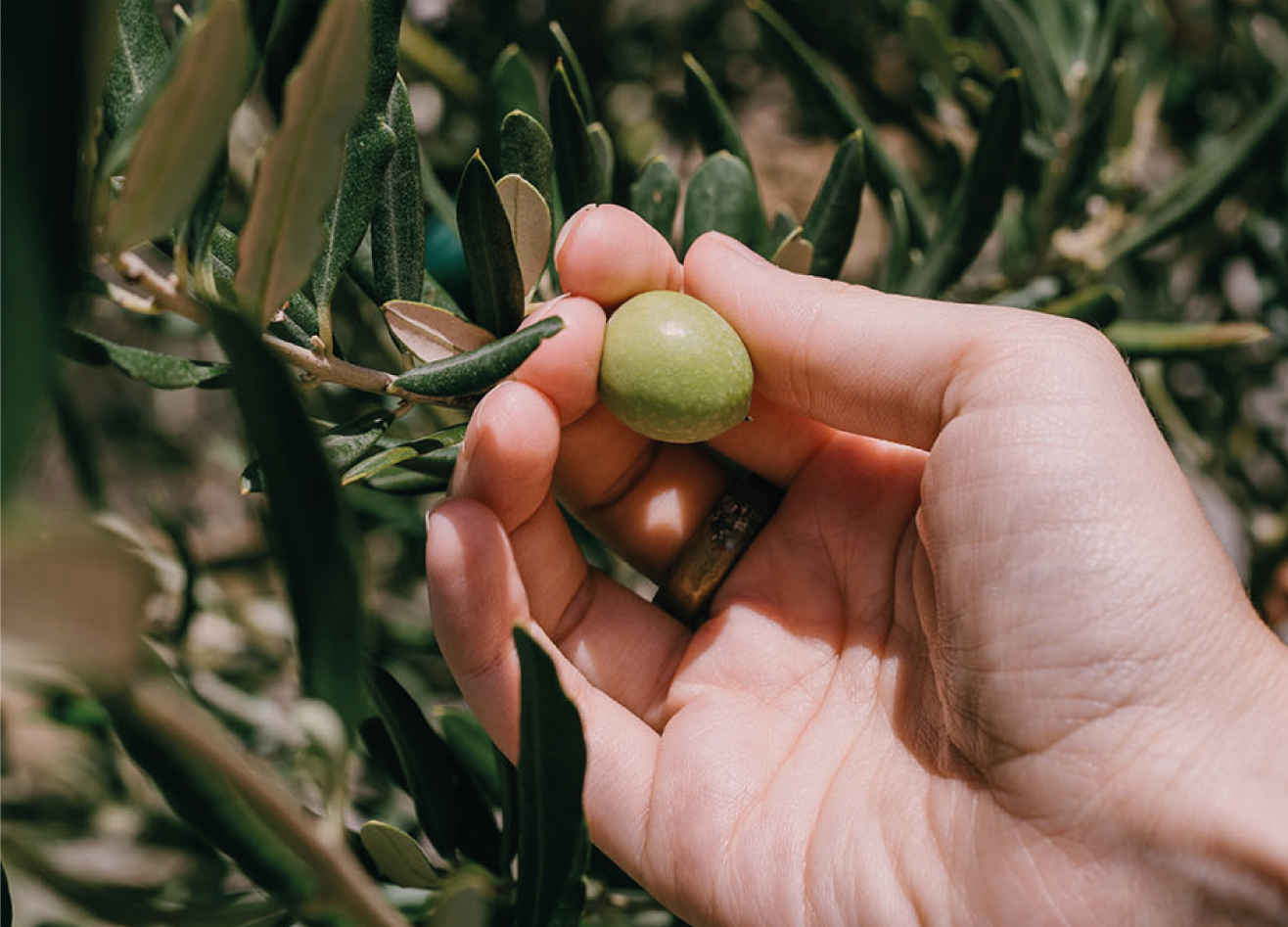 Hand with olive